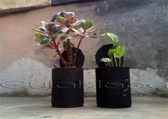 Lima Langkah Mudah Membuat Pot  Bunga  dari  Kaleng Bekas 